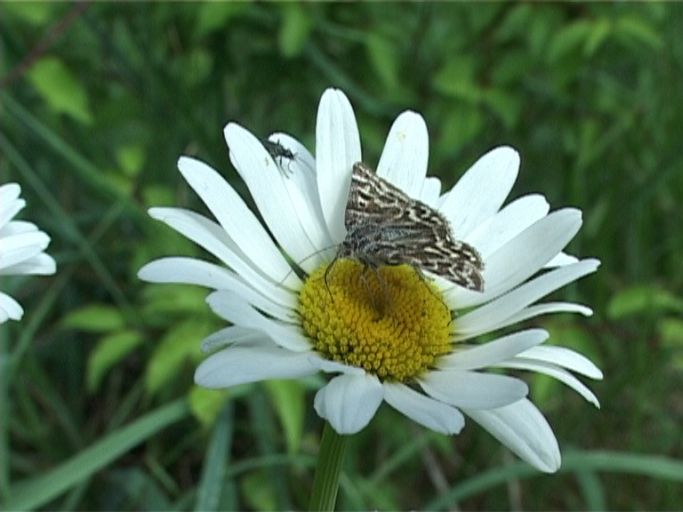 Scheck-Tageule ( Callistege mi ), auf Margarite : Am Niederrhein, Biotop, 18.05.2007